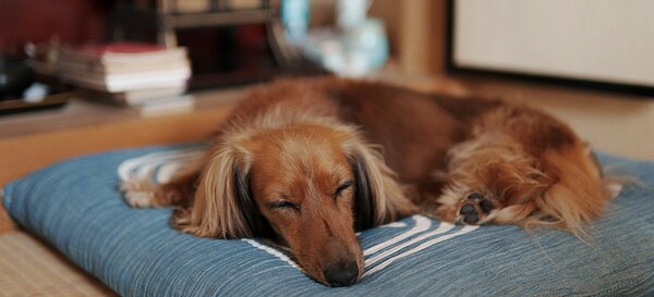 Chambres d’hôtes accueillant les animaux dans le Jura